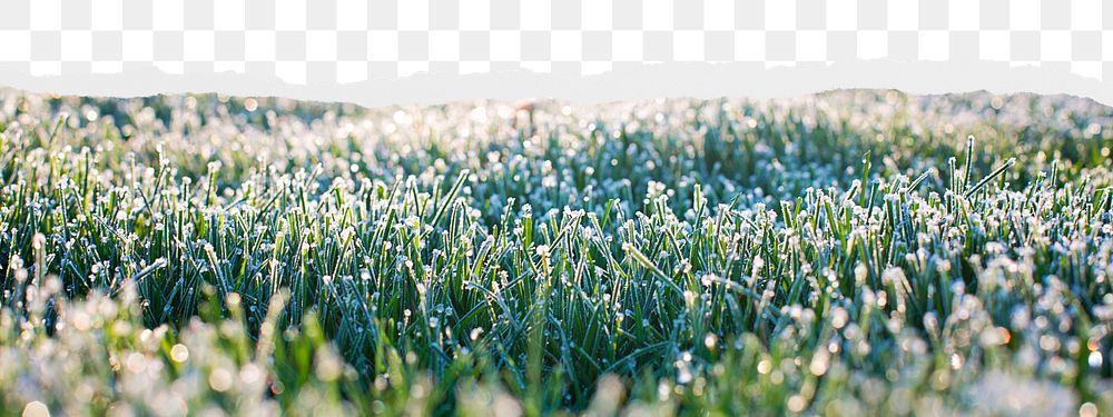 Dewy grass png border sticker on ripped paper transparent background