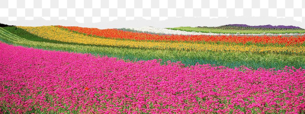 Flower field png border sticker on ripped paper transparent background