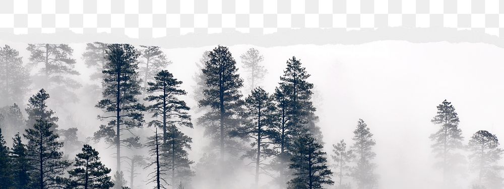 Foggy forest png border sticker on ripped paper transparent background transparent background