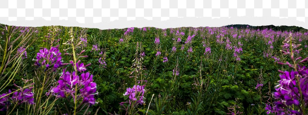 Salvia flower png border sticker on ripped paper transparent background