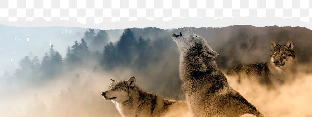Wolf howling  png border sticker on ripped paper transparent background