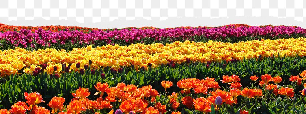 Tulip field png border sticker on ripped paper transparent background transparent background