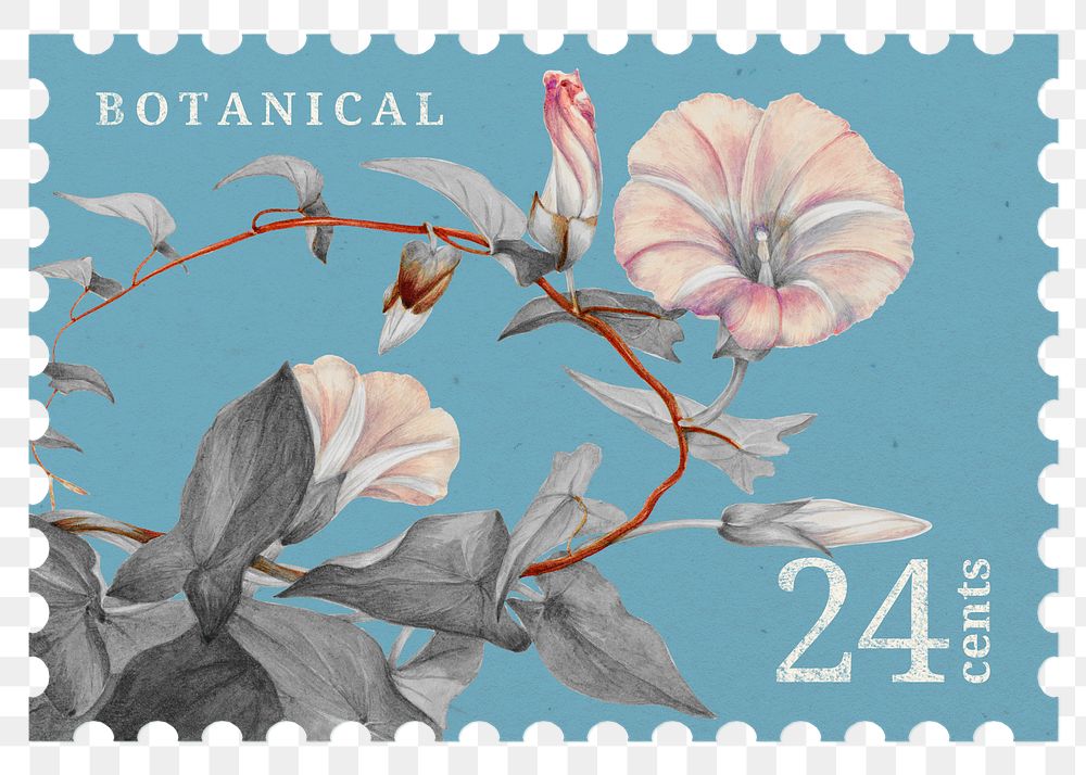 PNG floral postage stamp, aesthetic hedge bindweed flower collage element, transparent background