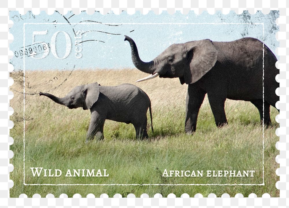 Elephant png post stamp sticker, transparent background