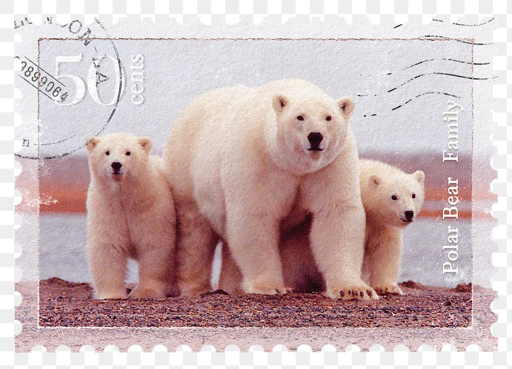 Polar bear png post stamp sticker, transparent background