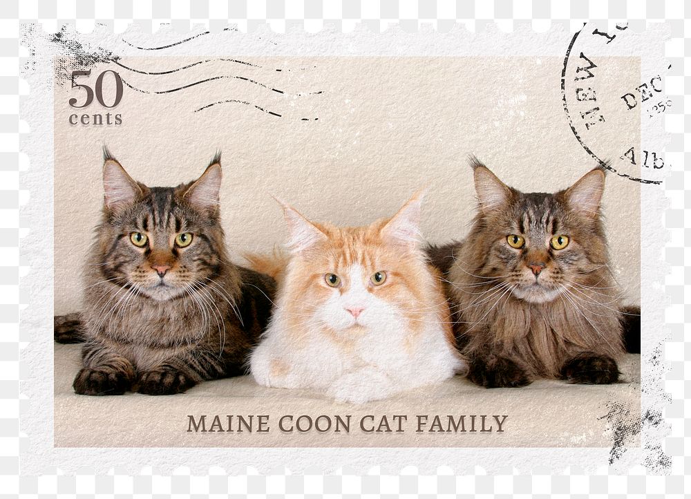 Cats png post stamp sticker, transparent background