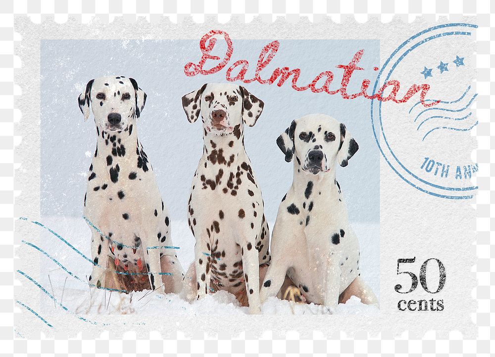 Dalmatian png post stamp sticker, transparent background