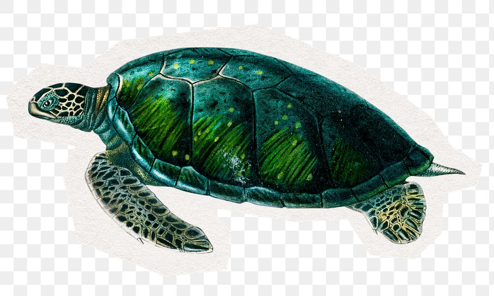 Sea turtle png digital sticker, collage element in transparent background