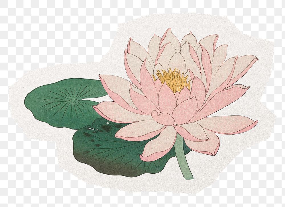 Water lily png sticker, asian flower collage element in transparent background