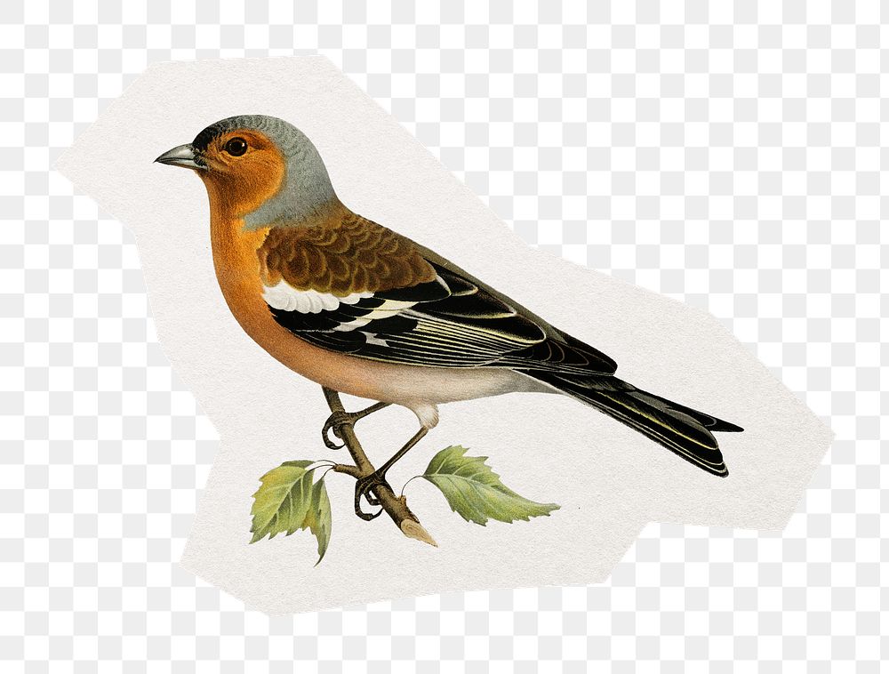 Bird png digital sticker, collage element in transparent background