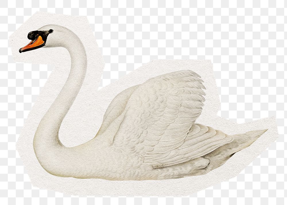 White swan png digital sticker, collage element in transparent background