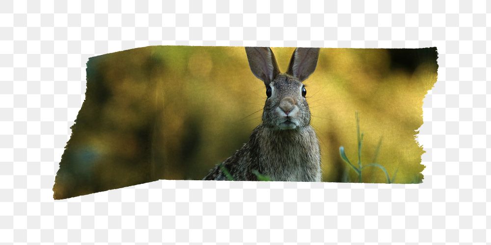PNG rabbit washi tape, journal sticker element, transparent background