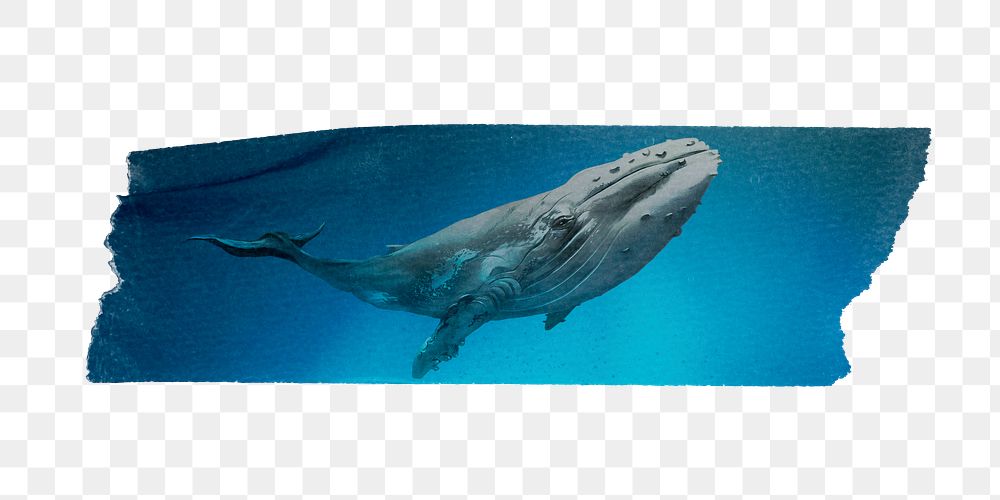 Whale in ocean png tape sticker, transparent background
