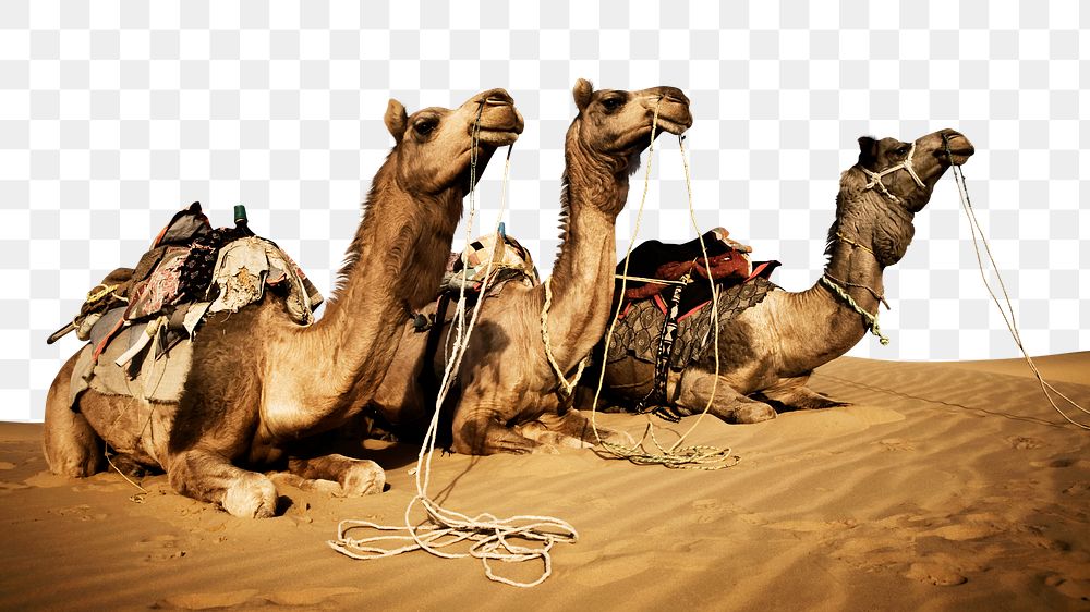 PNG Camels resting in the Thar desert, collage element, transparent background