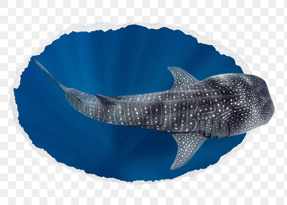 Whale shark png sticker, sea animal photo in ripped paper badge, transparent background