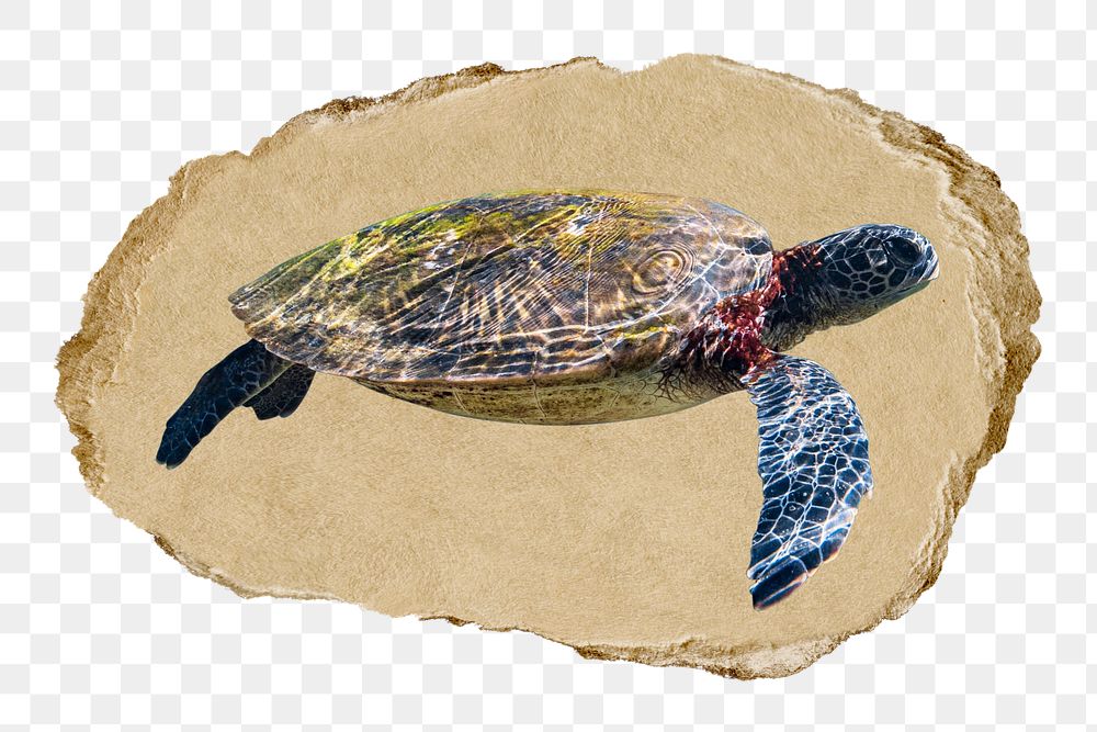 Sea turtle png ripped paper sticker, transparent background