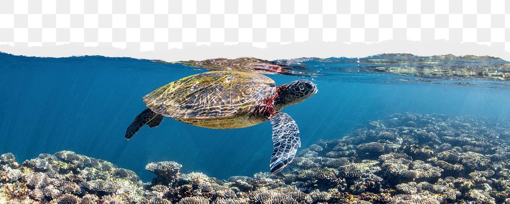 Sea turtle png border, torn paper design, transparent background