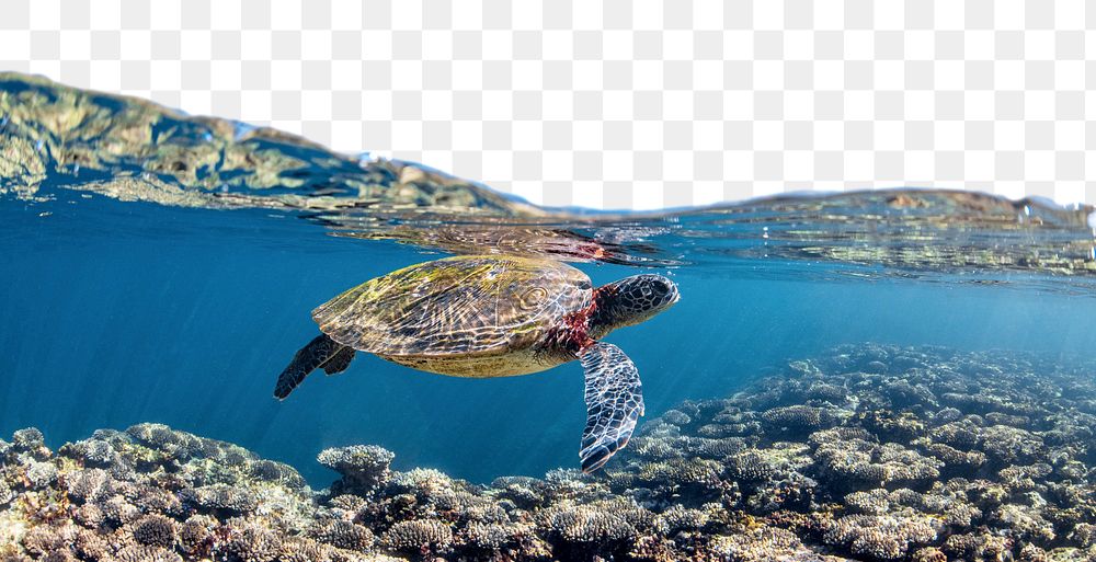 Sea turtle png border, transparent background