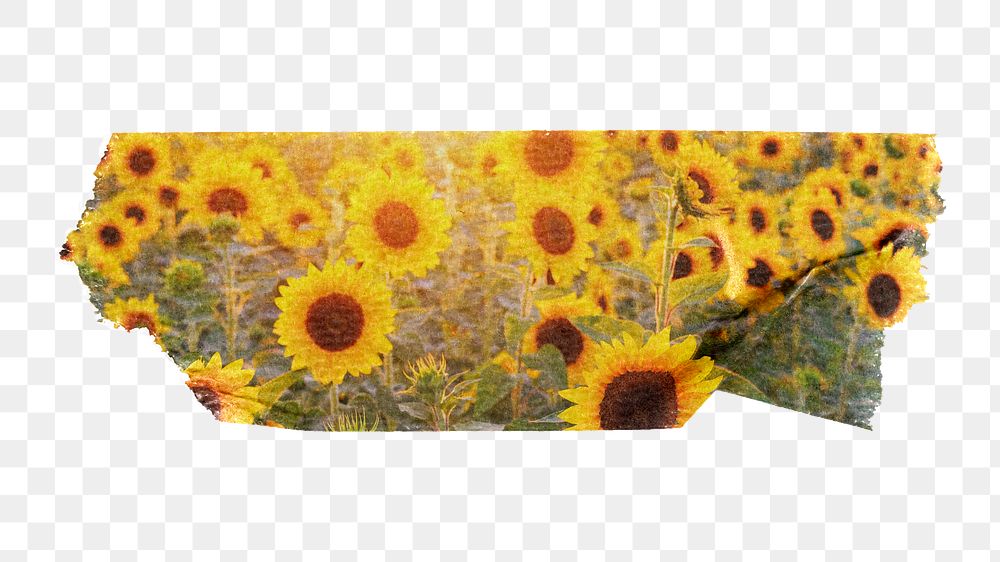 Sunflower field png Spring sticker, washi tape, transparent background