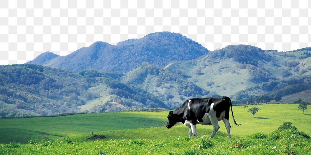 Cow in field png border, transparent background