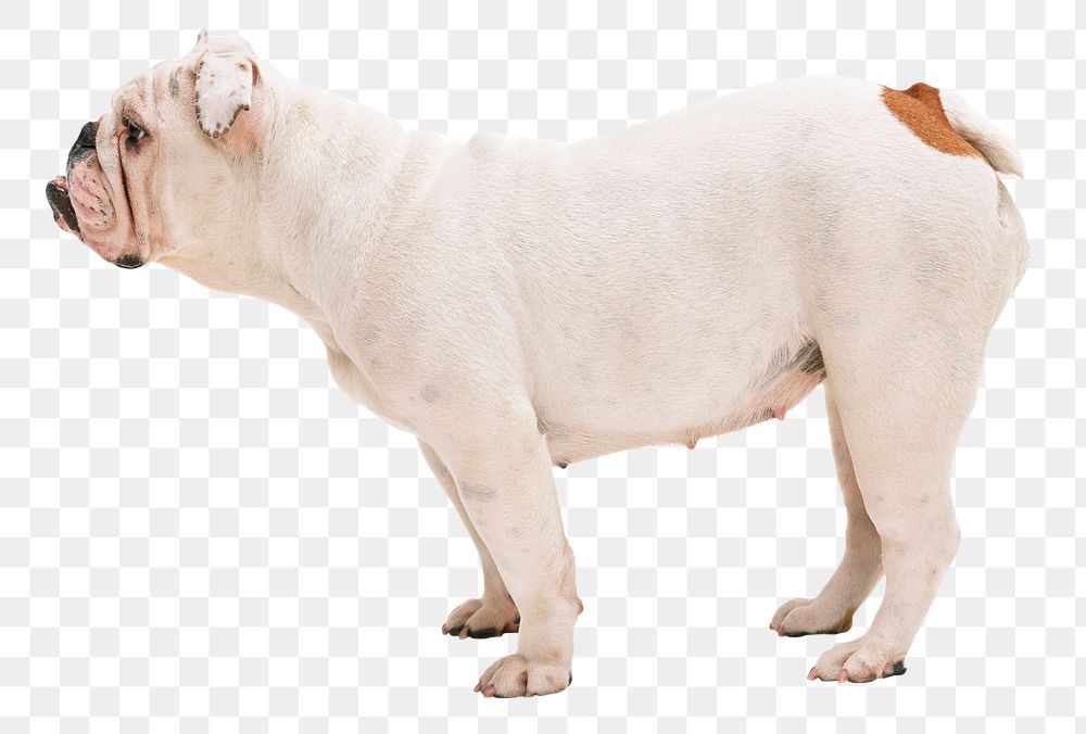 English Bulldog png sticker, pet image, transparent background