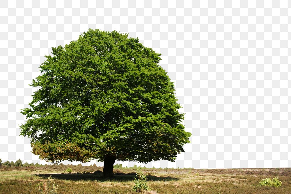 Lush tree png border sticker, nature on transparent background