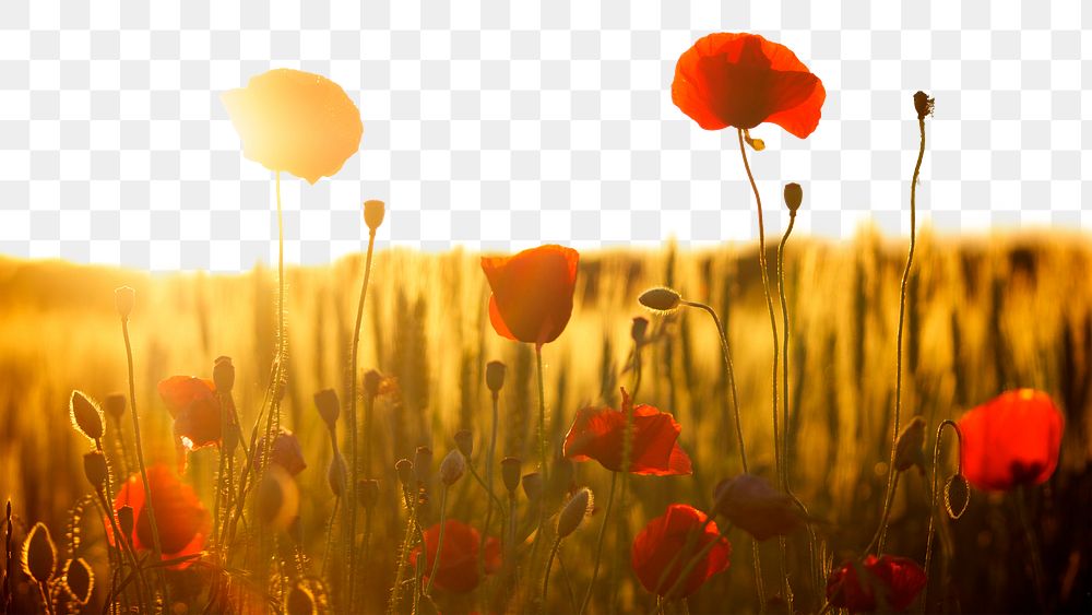 Red poppies png border, transparent background