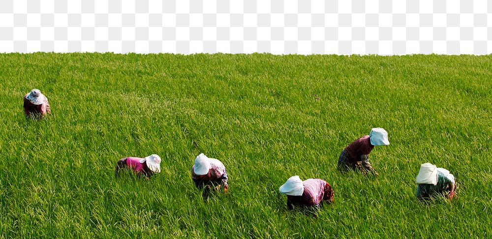 Paddy field png border, transparent background