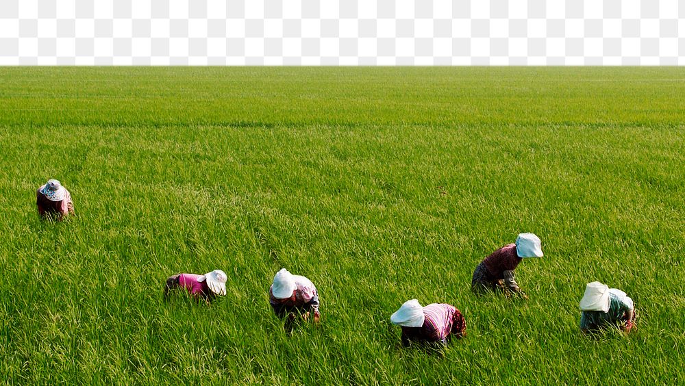 Paddy field png border, transparent background