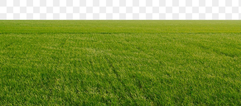 Paddy field png border, transparent background