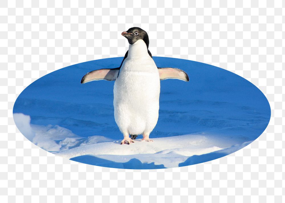 Penguin png sticker, North Pole animal photo badge, transparent background