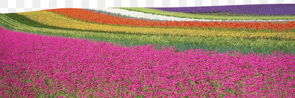 Tulip field png border sticker, nature on transparent background