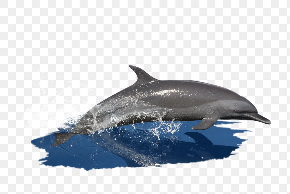 PNG Dolphin jumping, collage element, transparent background