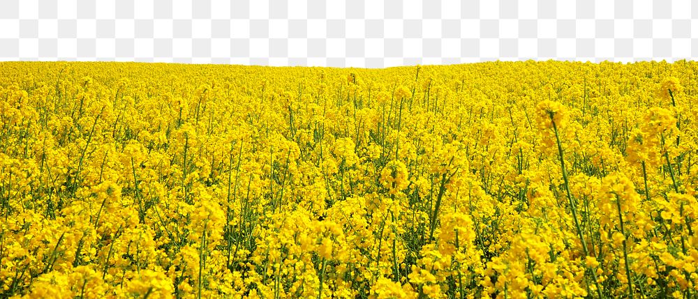 Rapeseed flower field png border, transparent background