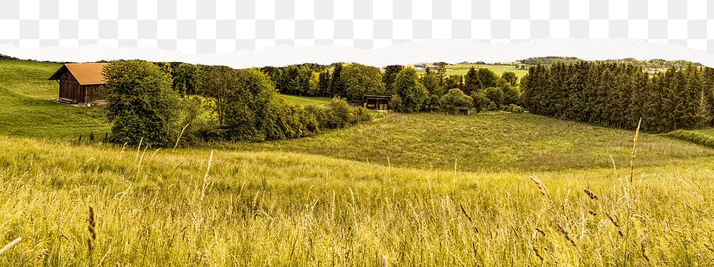 Wheat field png border, transparent background, ripped paper, agriculture