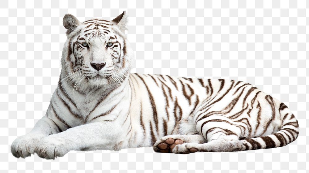 Siberian tiger png sticker, wild animal transparent background