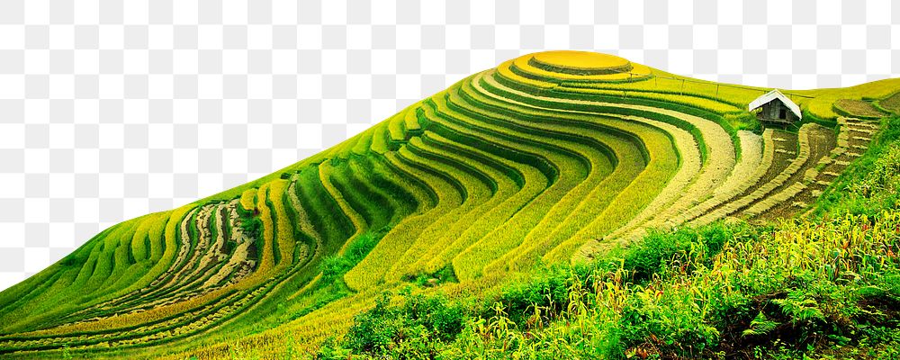 Rice terrace png border, transparent background, agriculture