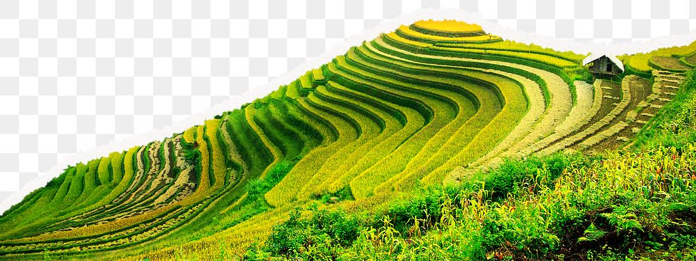 Rice terrace png border, transparent background, ripped paper, agriculture