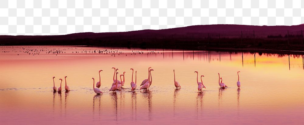 Flamingos at sunset png border, transparent background