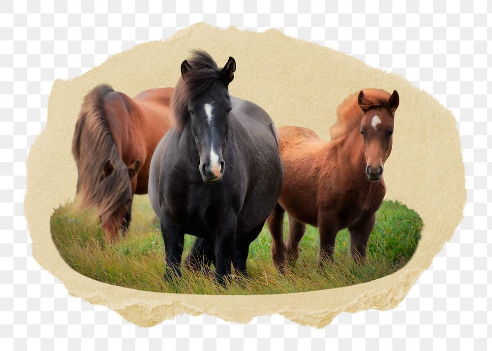 Icelandic horses png sticker, ripped paper, transparent background