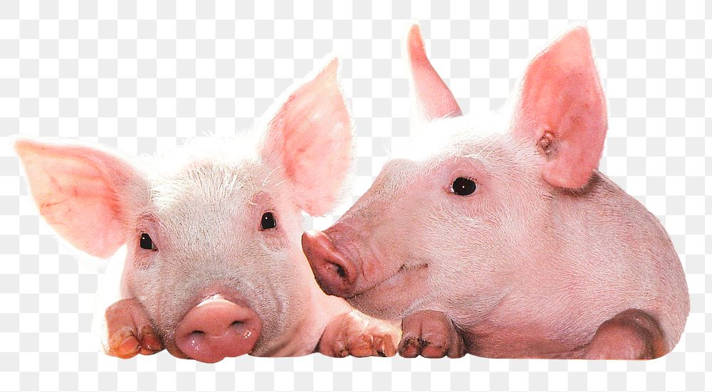 Pigs png sticker, farm animal image, transparent background