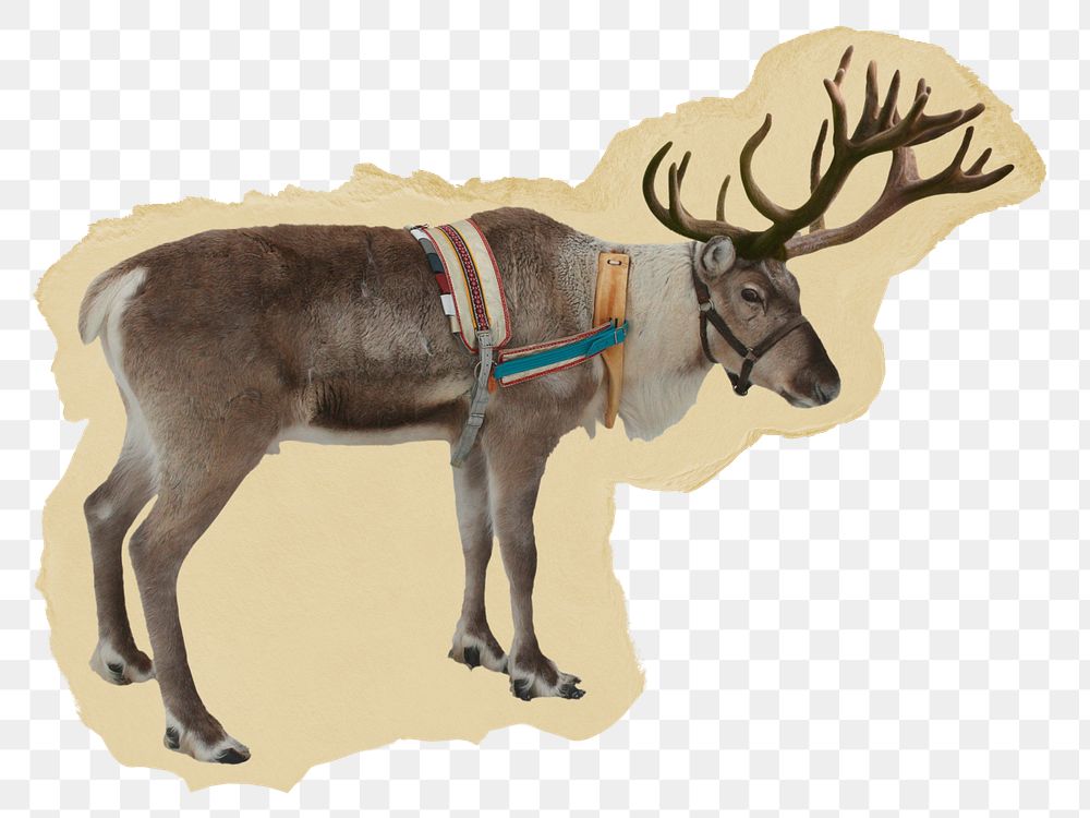 Reindeer png sticker, wildlife ripped paper, transparent background