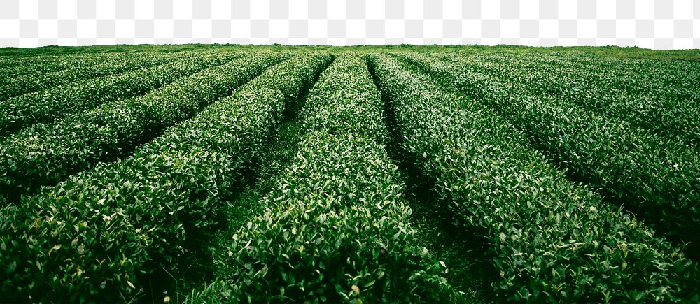 Tea field png border sticker, nature on transparent background