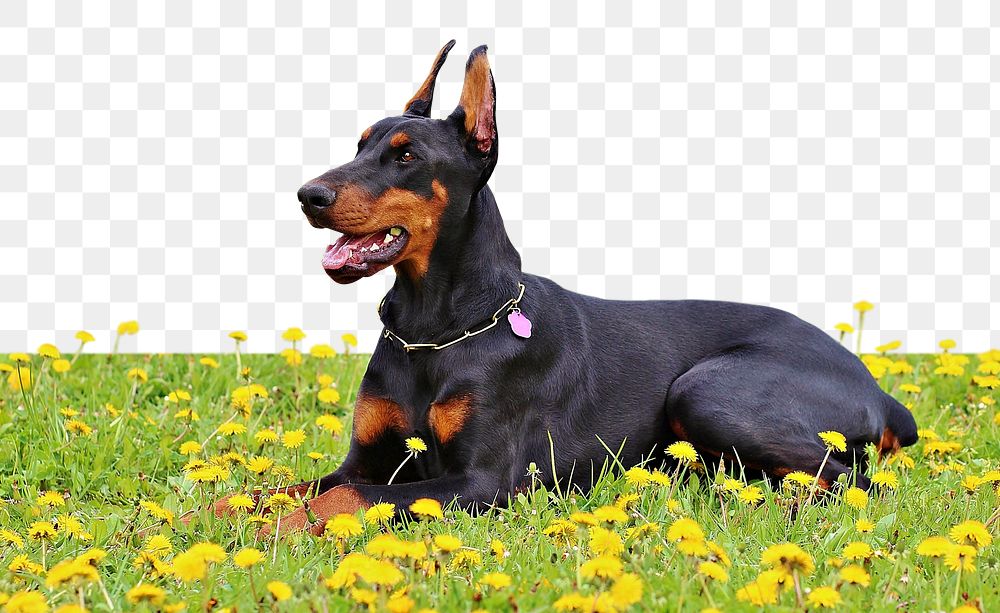 PNG doberman dog lying on flower field, collage element, transparent background