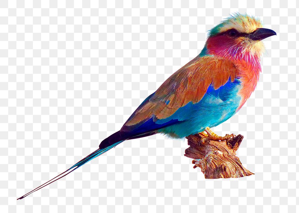 Png blue jay bird sticker, wild animal transparent background