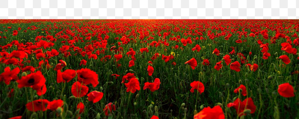 Red poppies png border, transparent background