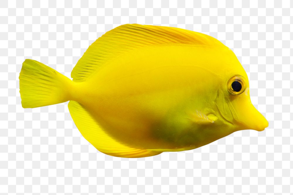 Yellow fish png sticker, marine life photo, transparent background
