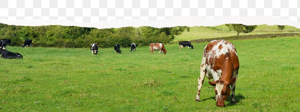 Livestock farm png border, transparent background 