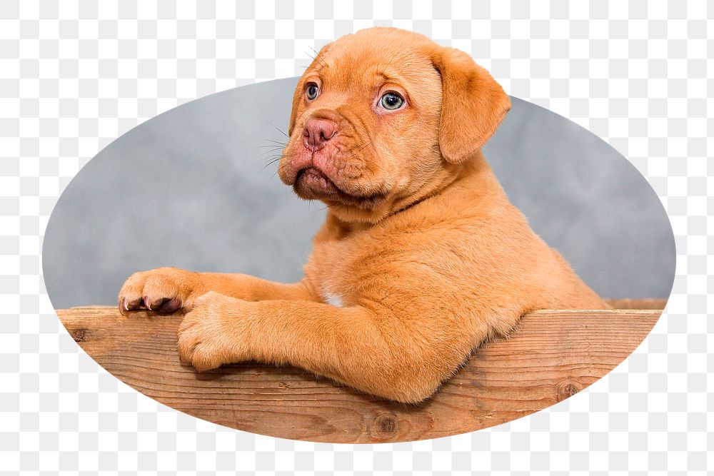 Png French Mastiff dog sticker, cute pet photo badge, transparent background