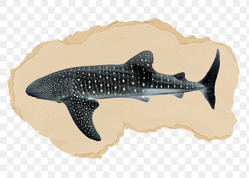 Whale shark png sticker, ripped paper, transparent background